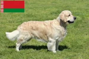 Lee más sobre el artículo Criadores y cachorros de Golden Retriever en Bielorrusia