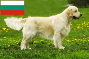 Lee más sobre el artículo Criadores y cachorros de Golden Retriever en Bulgaria
