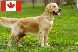 Lee más sobre el artículo Criadores y cachorros de Golden Retriever en Canadá