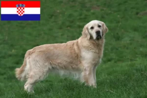Lee más sobre el artículo Criadores y cachorros de Golden Retriever en Croacia