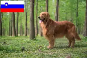 Lee más sobre el artículo Criadores y cachorros de Golden Retriever en Eslovenia