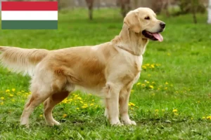 Lee más sobre el artículo Criadores y cachorros de Golden Retriever en Hungría