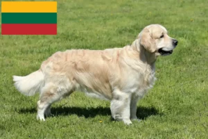 Lee más sobre el artículo Criadores y cachorros de Golden Retriever en Lituania