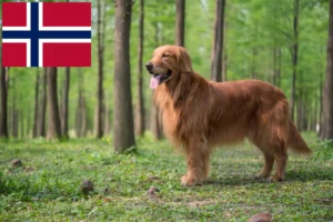 Lee más sobre el artículo Criadores y cachorros de Golden Retriever en Noruega