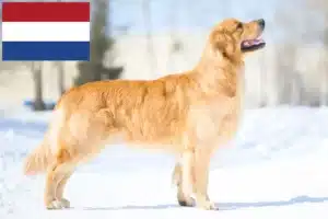 Lee más sobre el artículo Criadores y cachorros de Golden Retriever en los Países Bajos