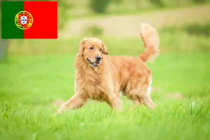 Lee más sobre el artículo Criadores y cachorros de Golden Retriever en Portugal