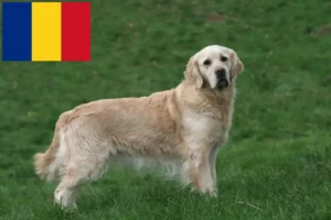 Lee más sobre el artículo Criadores y cachorros de Golden Retriever en Rumanía