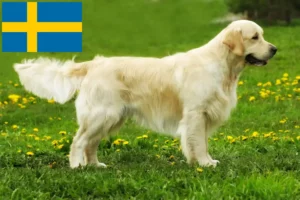 Lee más sobre el artículo Criadores y cachorros de Golden Retriever en Suecia