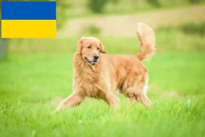 Lee más sobre el artículo Criadores y cachorros de Golden Retriever en Ucrania