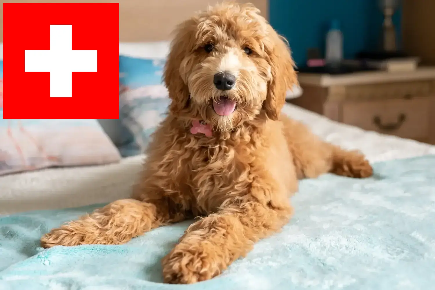Goldendoodle cachorros y criadores Suiza Aquí puedes encontrar criadores de Goldendoodles en Suiza.