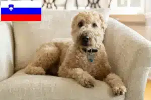 Lee más sobre el artículo Criadores de Irish Soft Coated Wheaten Terrier y cachorros en Eslovenia