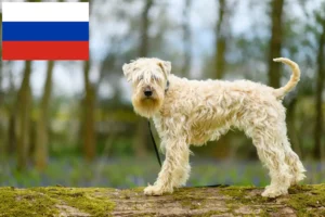 Lee más sobre el artículo Criadores de Irish Soft Coated Wheaten Terrier y cachorros en Rusia