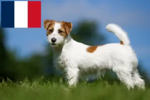 Lee más sobre el artículo Criadores y cachorros de Jack Russell en Francia