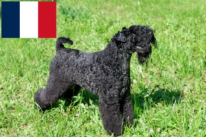 Lee más sobre el artículo Criadores y cachorros de Kerry Blue Terrier en Francia