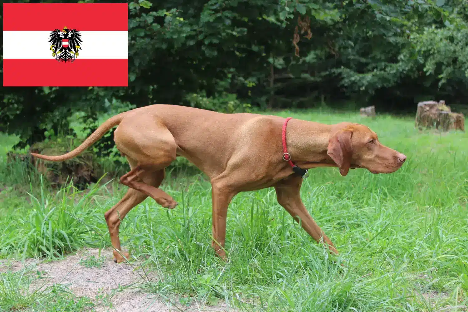 Lee más sobre el artículo Criadores de Vizsla magiar y cachorros en Austria