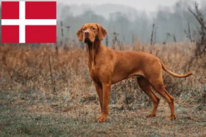 Lee más sobre el artículo Criadores de Vizsla magiar y cachorros en Dinamarca