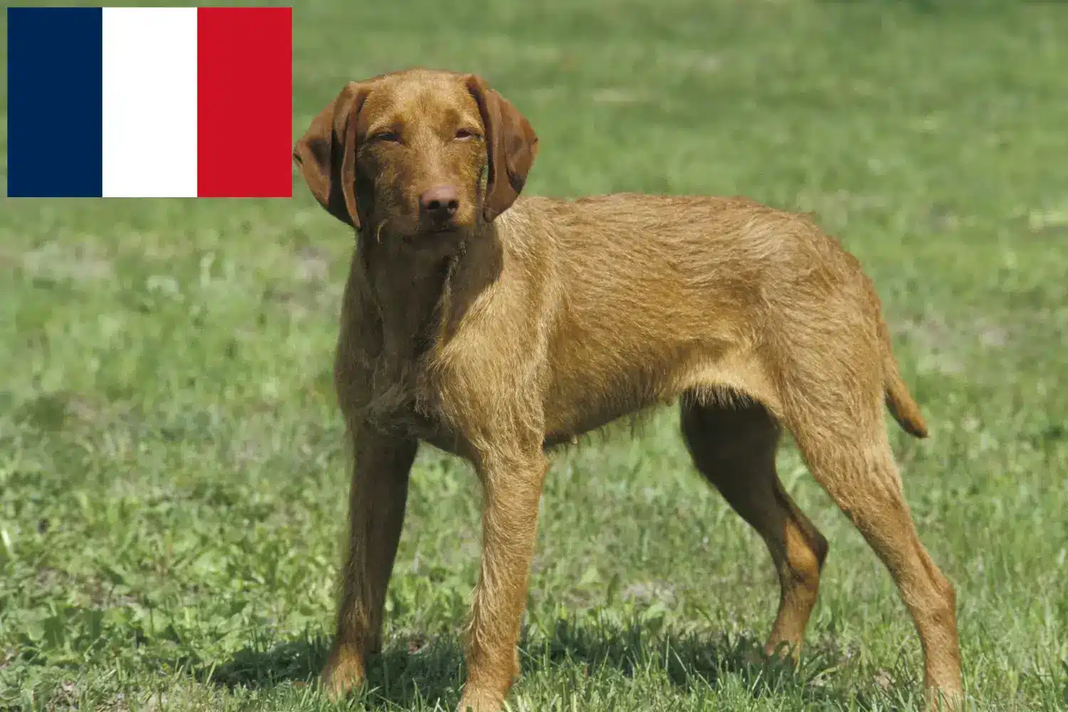Lee más sobre el artículo Criadores de Vizsla magiar y cachorros en Francia