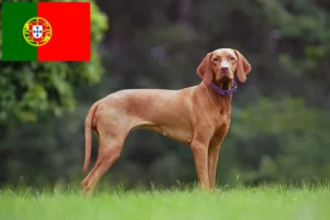 Lee más sobre el artículo Criadores de Vizsla magiar y cachorros en Portugal