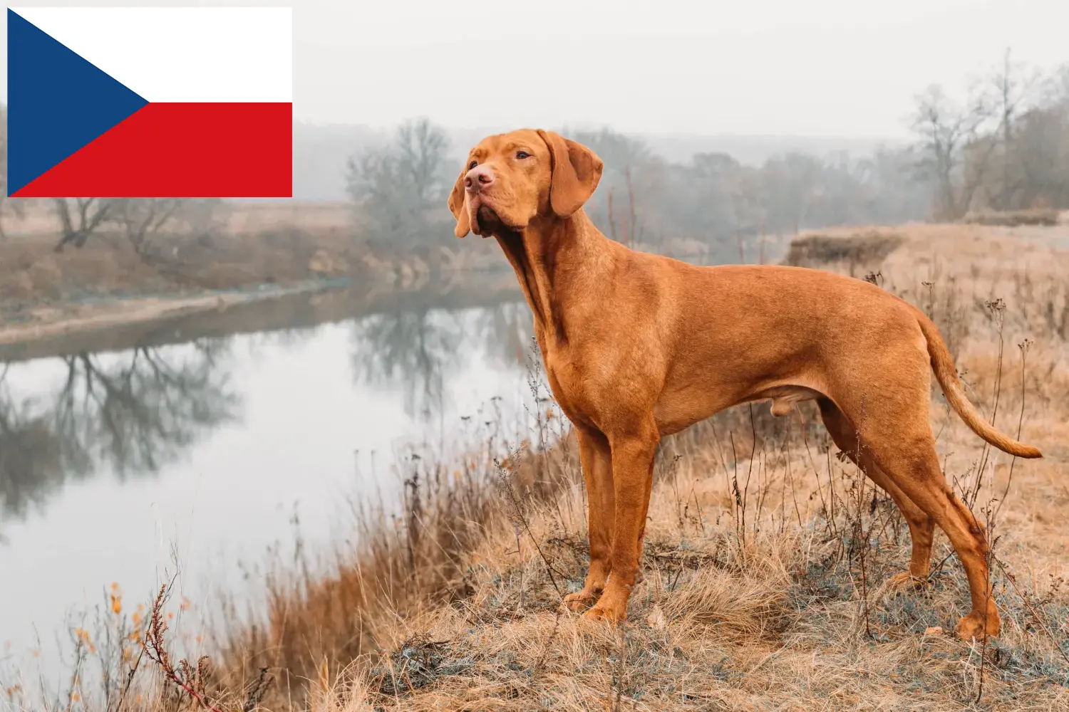Magyar Vizsla cachorros y criadores República Checa Aquí puedes encontrar criadores de Magyar Vizslas en la República Checa.