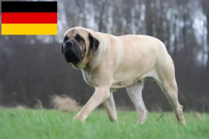 Lee más sobre el artículo Criadores de mastines y cachorros en Alemania