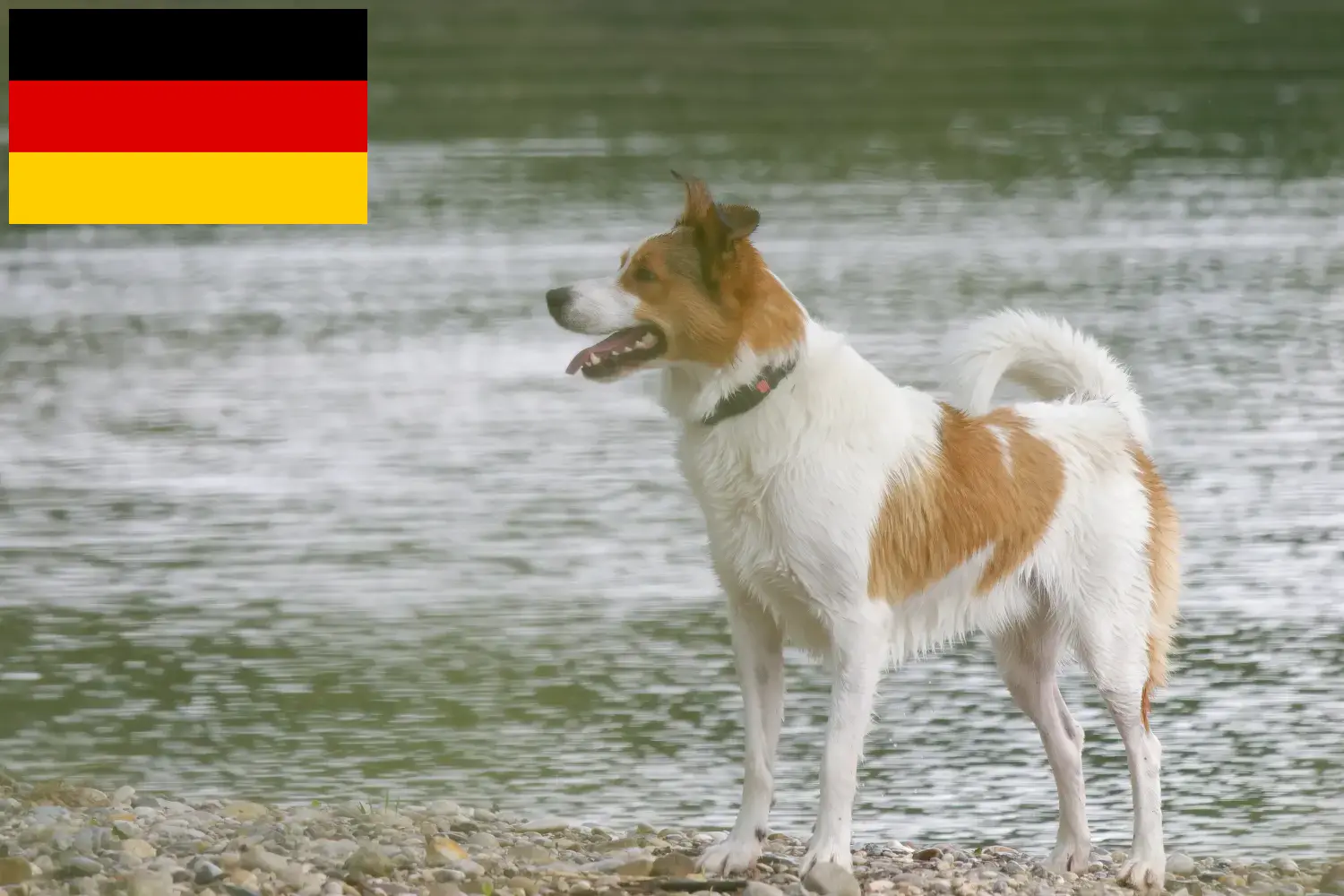 Norrbottenspitz cachorros y criadores Alemania Aquí encontrarás criadores de Norrbottenspitze en Alemania.