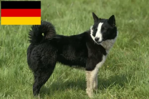 Lee más sobre el artículo Oso de Carelia Criadores de perros y cachorros en Alemania