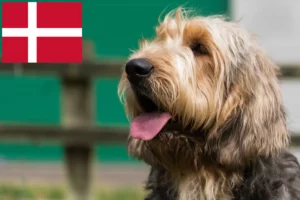 Lee más sobre el artículo Criadores de Otterhound y cachorros en Dinamarca