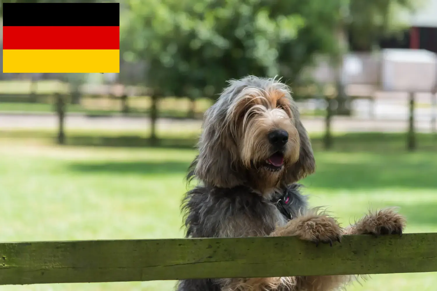 Lee más sobre el artículo Criadores de Otterhund y cachorros en Alemania