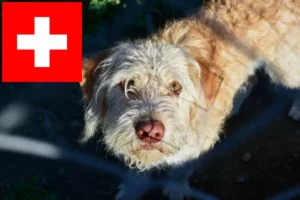 Lee más sobre el artículo Criadores de Otterhund y cachorros en Suiza