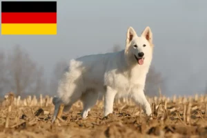 Lee más sobre el artículo Criadores de Perros Pastor Suizo Blanco y Cachorros en Alemania