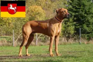 Lee más sobre el artículo Criadores y cachorros de Rhodesian Ridgeback en Baja Sajonia