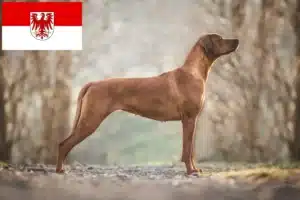 Lee más sobre el artículo Criadores de Rhodesian Ridgeback y cachorros en Brandenburgo