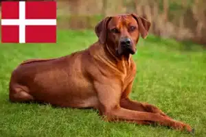 Lee más sobre el artículo Criadores y cachorros de Rhodesian Ridgeback en Dinamarca
