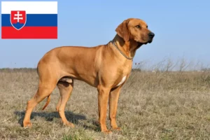 Lee más sobre el artículo Criadores y cachorros de Rhodesian Ridgeback en Eslovaquia