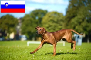 Lee más sobre el artículo Criadores y cachorros de Rhodesian Ridgeback en Eslovenia