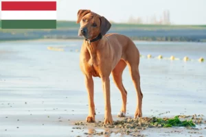 Lee más sobre el artículo Criadores y cachorros de Rhodesian Ridgeback en Hungría