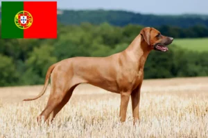 Lee más sobre el artículo Criadores y cachorros de Rhodesian Ridgeback en Portugal