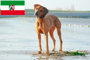 Lee más sobre el artículo Criadores de Rhodesian Ridgeback y cachorros en Renania del Norte-Westfalia