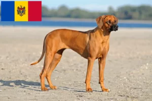 Lee más sobre el artículo Criadores y cachorros de Rhodesian Ridgeback en Moldavia