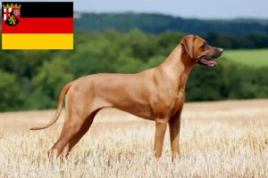 Lee más sobre el artículo Criadores de Rhodesian Ridgeback y cachorros en Renania-Palatinado
