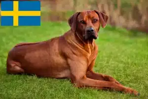 Lee más sobre el artículo Criadores y cachorros de Rhodesian Ridgeback en Suecia