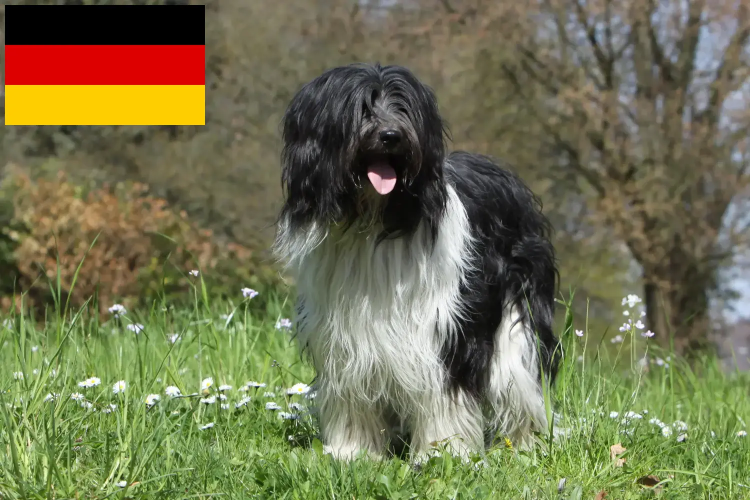 Lee más sobre el artículo Criadores y cachorros de Schapendoes en Alemania