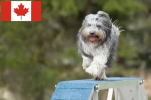 Lee más sobre el artículo Criadores y cachorros de Schapendoes en Canadá