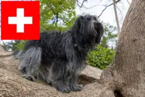 Lee más sobre el artículo Criadores de Schapendoes y cachorros en Suiza