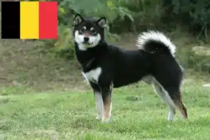 Lee más sobre el artículo Criadores de Shiba y cachorros en Bélgica