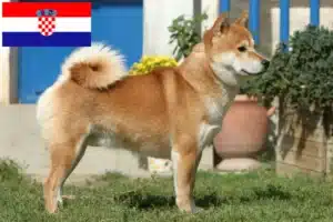 Lee más sobre el artículo Criadores de Shiba y cachorros en Croacia