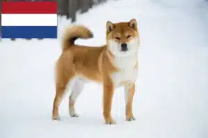 Lee más sobre el artículo Criadores de Shiba y cachorros en los Países Bajos