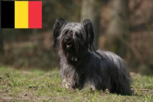Lee más sobre el artículo Criadores y cachorros de Skye Terrier en Bélgica