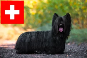 Lee más sobre el artículo Criadores y cachorros de Skye Terrier en Suiza
