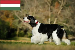 Lee más sobre el artículo Criadores de Springer Spaniel Inglés y cachorros en Hungría